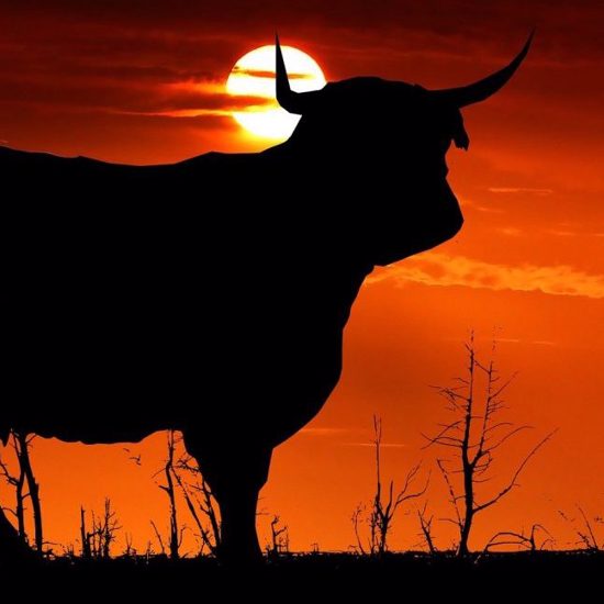 Secret Surveillance of the U.S. Cattle Herd, Part 1