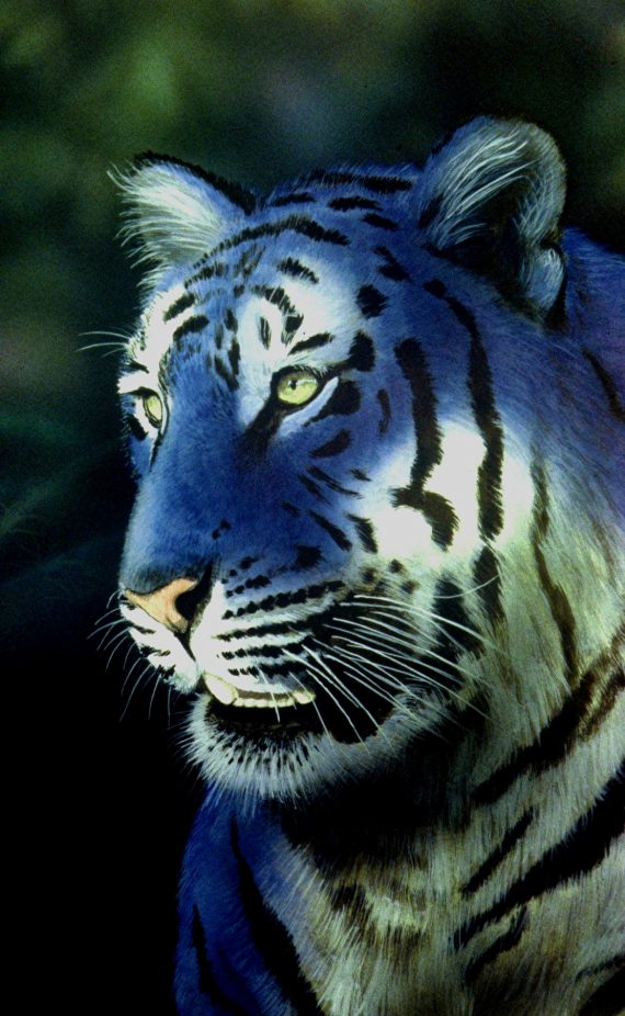 Blue tiger profile William Rebsamen 570x926