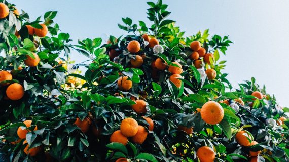 Citrus Orchard 570x320