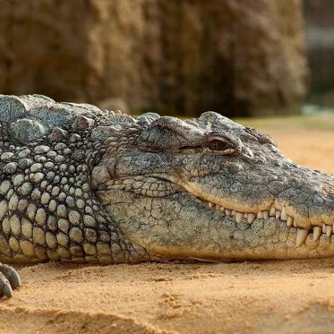 Crocodiles Survived the Dinosaur-Ending Asteroid and Have Barely Changed Since