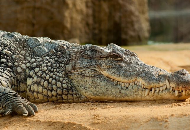 Crocodiles Survived the Dinosaur-Ending Asteroid and Have Barely Changed Since