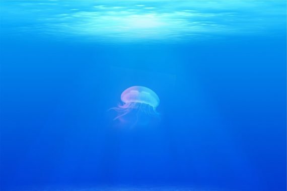 Jellyfish 570x380