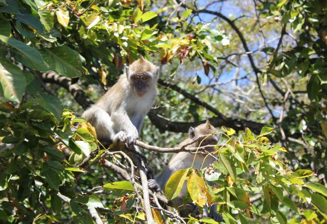 Scientists Identified Over 500 New Species in 2020