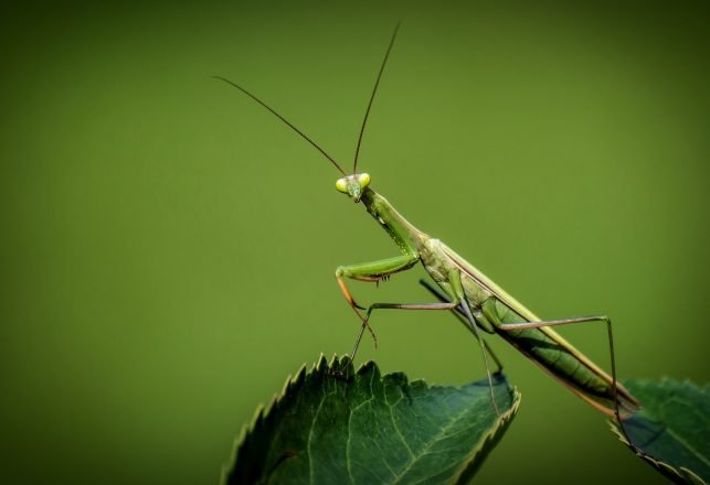 A Prehistoric Praying Mantis and a New Fairy-Like Cave Insect