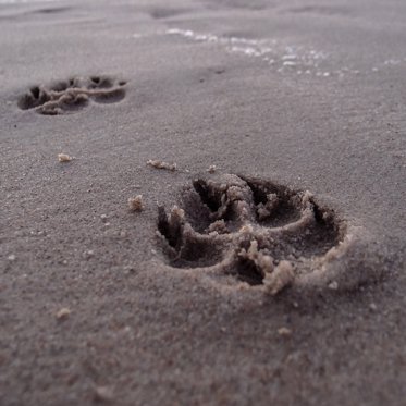 Possible “Beast of Leeds” Footprints Found in England