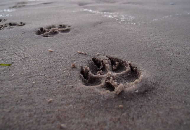 Possible “Beast of Leeds” Footprints Found in England