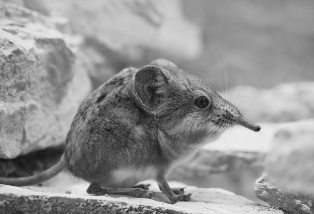 Catalina Island Shrew Thought to Be Extinct Has Been Rediscovered