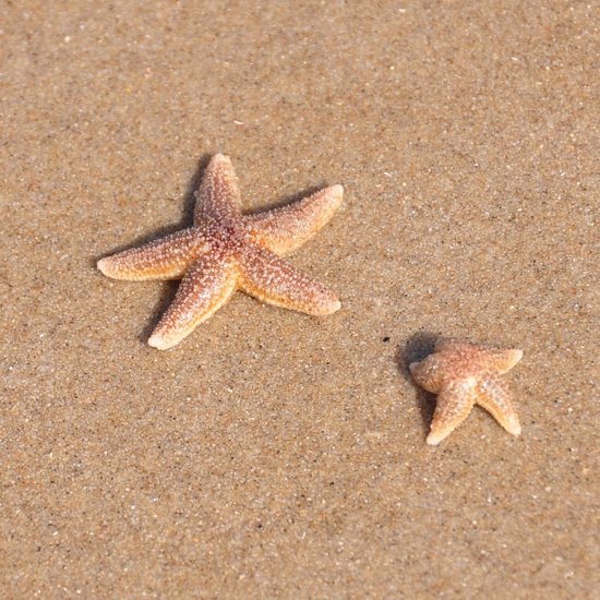 The Discovery of a 480-Million-Year-Old “Missing Link” in Starfish Evolution
