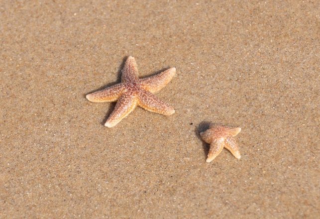 The Discovery of a 480-Million-Year-Old “Missing Link” in Starfish Evolution