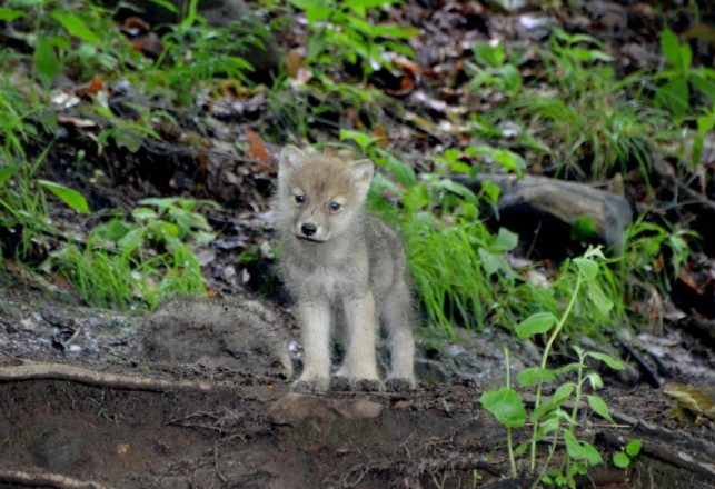 Tasmanian Tiger Pups Found to Be Very Similar to Wolf Pups