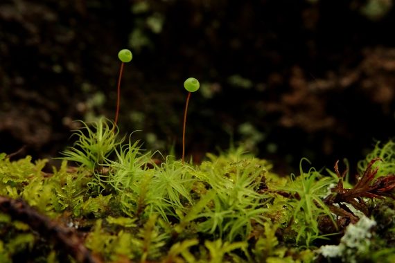 common forest moss close up 570x380