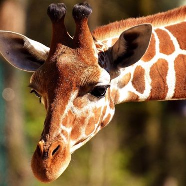 Dwarf Giraffes Discovered in Namibia and Uganda — Nature’s Oxymorons?