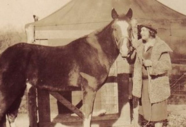 The Very Weird Story of Lady, the Psychic Wonder Horse