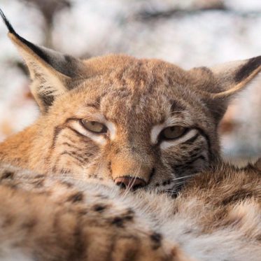 Move Over Alien Big Cats — Lynx May Be Coming Back to Britain