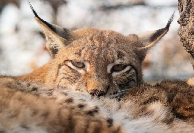 Move Over Alien Big Cats — Lynx May Be Coming Back to Britain