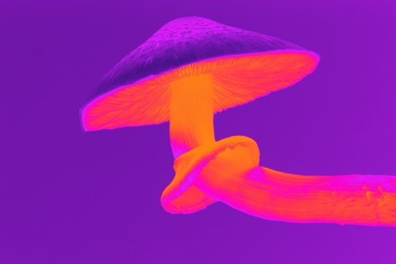 pink magic mushroom 1 30 2021 570x380