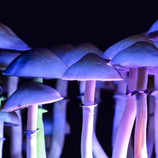 Man Injects Psilocybin Mushrooms and They Grow in His Veins