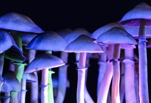 Man Injects Psilocybin Mushrooms and They Grow in His Veins