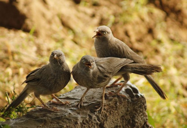 Bird and Bee Thought to be Long Extinct Have Been Rediscovered