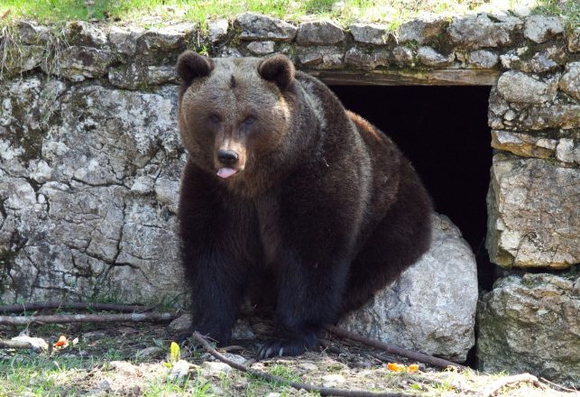 Oldest DNA of an Animal Not Preserved in Permafrost Extracted From a Cave Bear