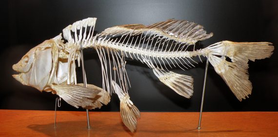 Muzeum Ewolucji PAN   szkielet karpia Common carp Cyprinus carpio 570x281