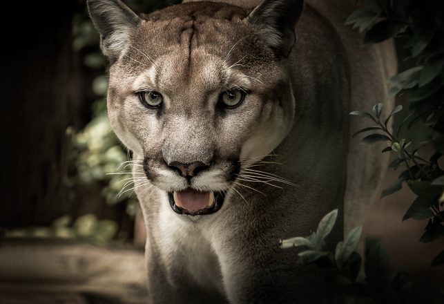 “Massive” Cats Continue to be Spotted in Wales