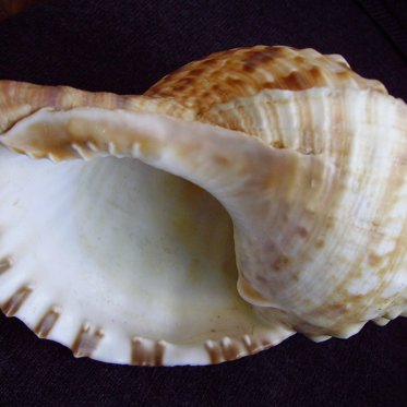 Ancient Conch Shell Plays Music For the First Time in 18,000 Years