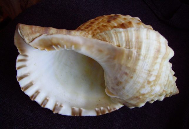 Ancient Conch Shell Plays Music For the First Time in 18,000 Years