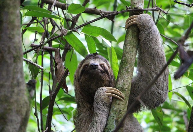 Skull of an Ancient 12-Foot-Tall Sloth Unearthed in Argentina