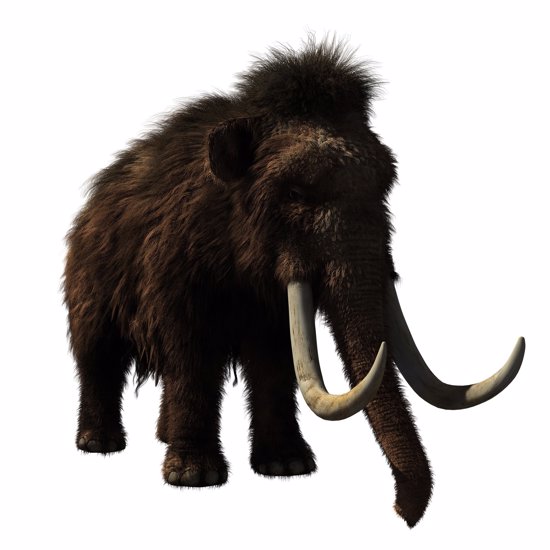New Study Suggests That Extreme Cold Killed Off the Woolly Mammoths