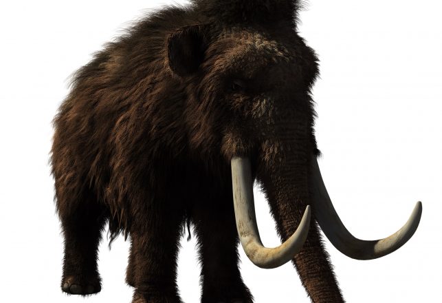 New Study Suggests That Extreme Cold Killed Off the Woolly Mammoths