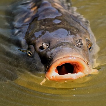 Australian Government May Give Herpes to Carp
