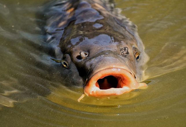 Australian Government May Give Herpes to Carp