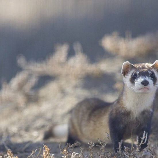 Cloning Endangered Species — It’s a Reality, But Is It Right?