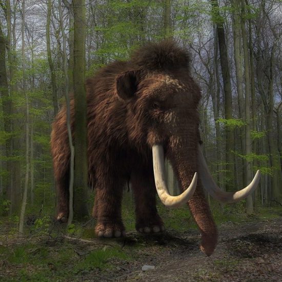 Creatures That May Have Lived Longer Than We Thought: The Mammoth, Part 2