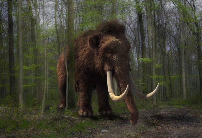 Creatures That May Have Lived Longer Than We Thought: The Mammoth, Part 2