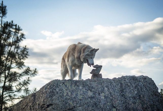 Oldest Known American Dog Found — May Have Come With First Humans