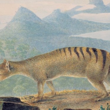 Multimillion-Dollar Research Lab Will Attempt to De-Extinct the Tasmanian Tiger