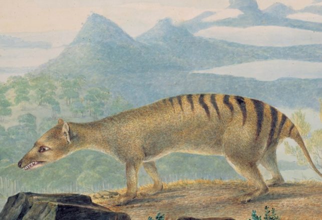 Multimillion-Dollar Research Lab Will Attempt to De-Extinct the Tasmanian Tiger