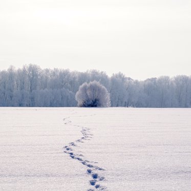 Bigfoot or Wolf? Mysterious Tracks in Alaska Baffles Locals