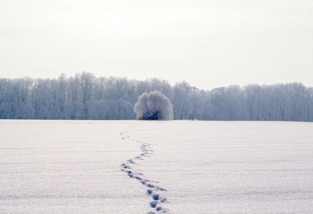 Bigfoot or Wolf? Mysterious Tracks in Alaska Baffles Locals