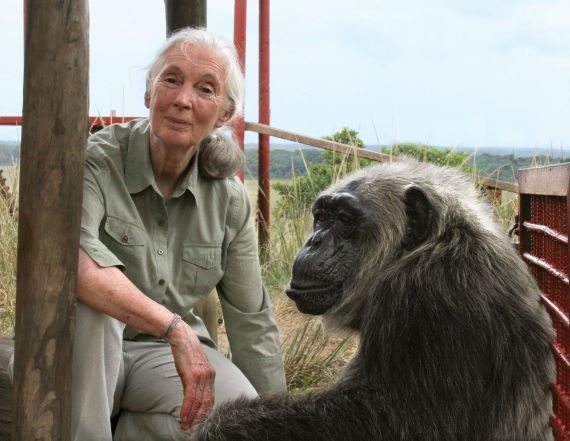 Jane Goodall chimpanzee Congo Tchimpounga Chimpanzee Rehabilitation