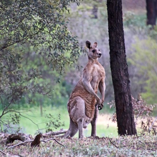 Prehistoric Tree-Climbing Kangaroo and a Squashed Bird Brain