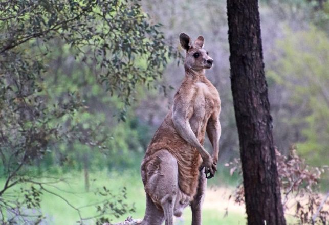 Prehistoric Tree-Climbing Kangaroo and a Squashed Bird Brain