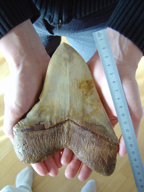 Megalodon Tooth 570x760