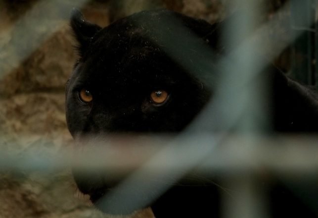 Possible “Beast of Pontybodkin” Captured on Video