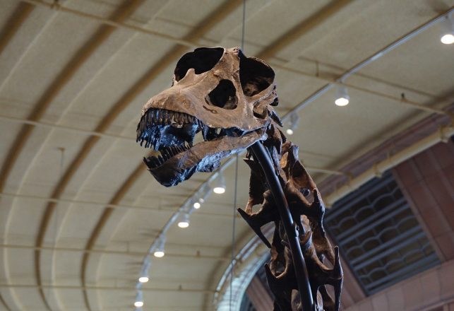 “Ninja Giant” Could Be the Oldest Titanosaur Ever Discovered