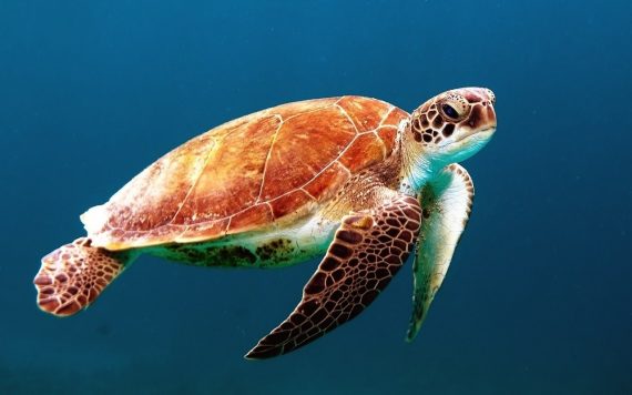 Sea Turtle 570x356