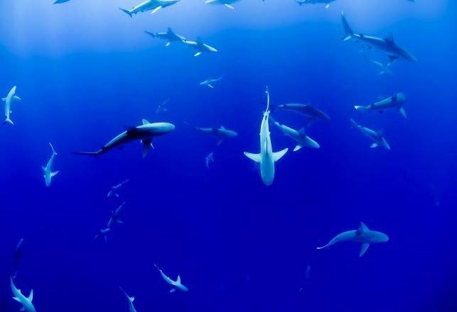 Three Glow-in-the-Dark Sharks Discovered Off the Coast of New Zealand