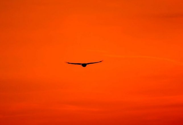 The Legendary Thunderbirds: The Largest Birds That Ever Lived?